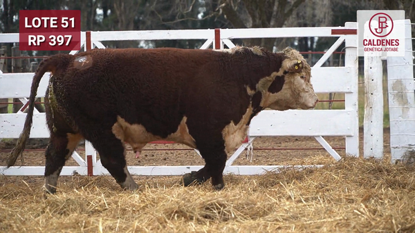 Lote Toro PR