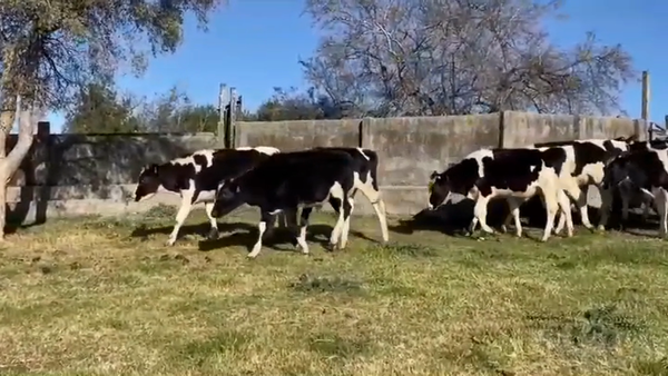 Lote (Vendido)24 Novillos Holando HOLANDO 230kg -  en RUTA 53