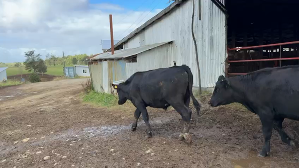 Lote 35 Novillo Engorda en Los Muermos, X Región Los Lagos