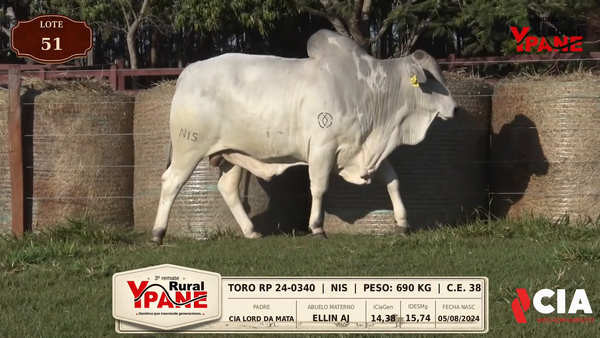Lote Lote 51