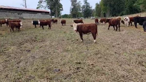 Lote 45 Novillo Engorda en Fresia, X Región Los Lagos