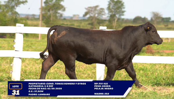 Lote LOTE 31