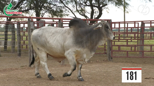 Lote Brahman