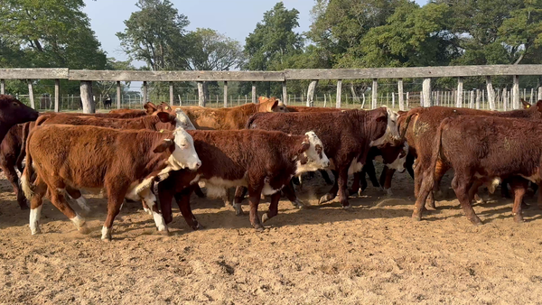 Lote 108 Terneros en Corrientes, Lavalle