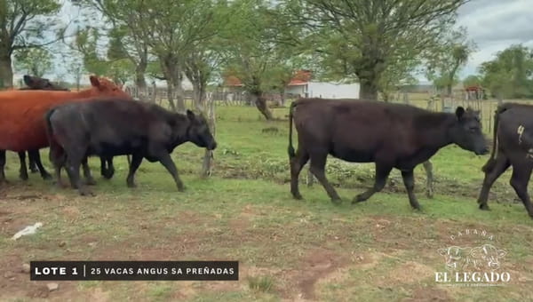 Lote Vacas Angus SA preñadas