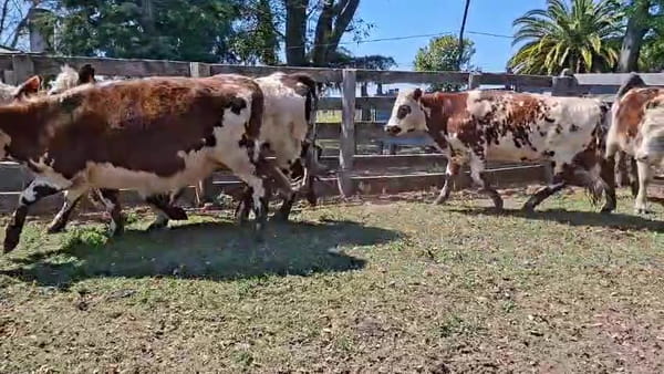 Lote VAQUILLONAS 1 A 2 AÑOS