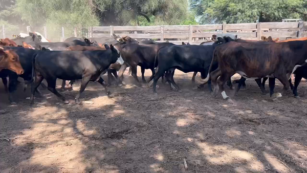 Lote 35 Vacas de invernar en Juan José Castelli, Chaco