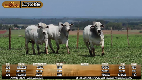 Lote LOTE 198
