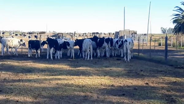 Lote 18 Terneros en Sunchales, Santa Fe