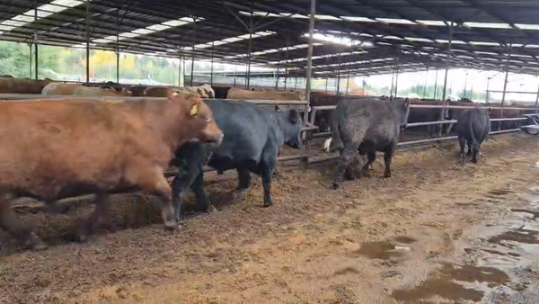 Lote 20 Novillo Gordo en Linares, VII  Región Maule