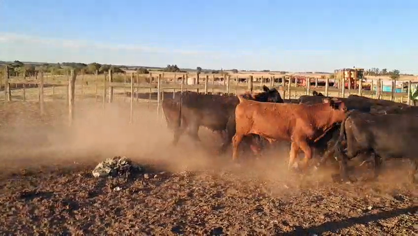 Lote NOVILLOS 1 a 2 AÑOS