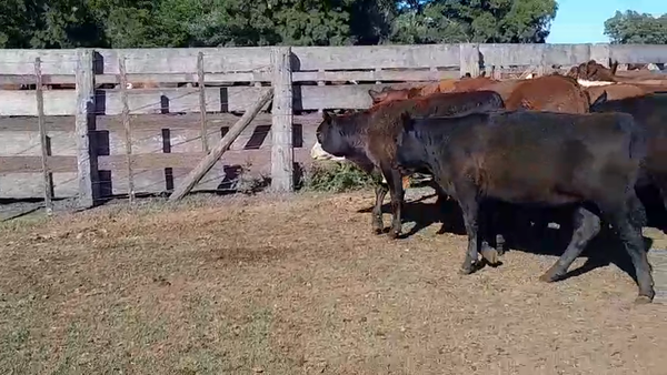 Lote 57 Terneros/as en Rauch