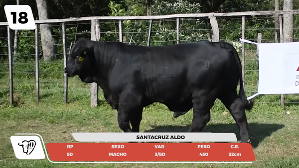 Lote LOTE 18- JUNIOR