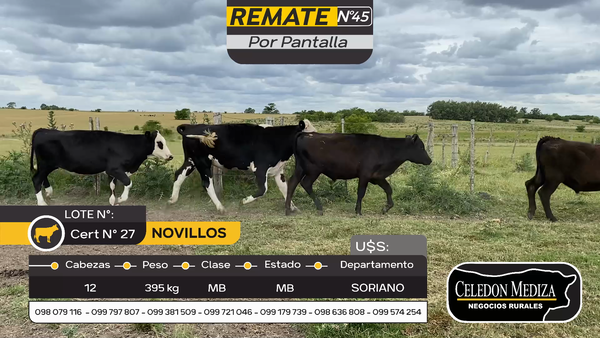 Lote 12 Novillos en Otra Localidad, Soriano