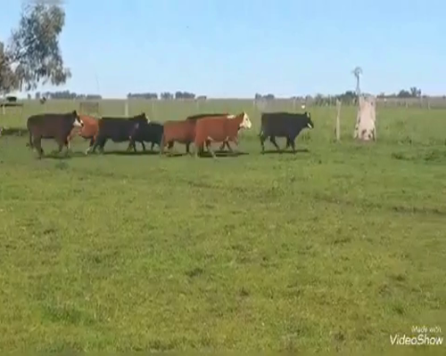 Lote 24 Novillitos y vaquillonas en Buenos Aires, Rauch