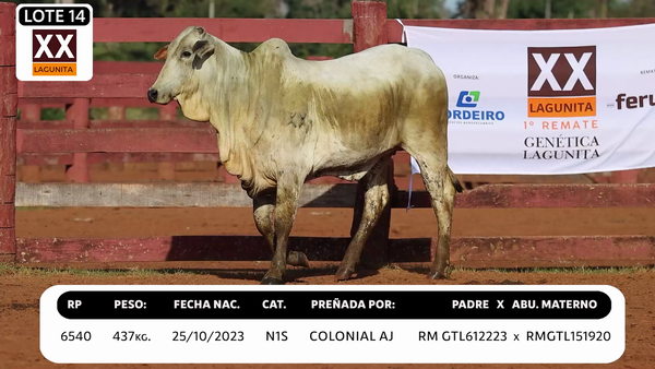 Lote LOTE 14