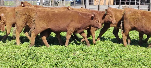 Lote Hembras San Cayetano Bs AS