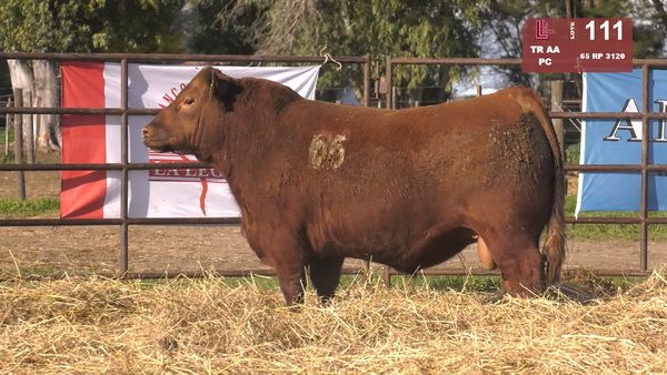 65 3120 — TOROS ANGUS COLORADOS  PC