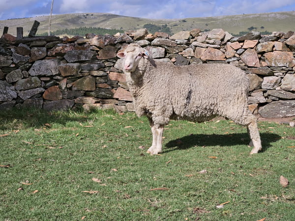 Lote (Vendido)Carneros, Lavalleja