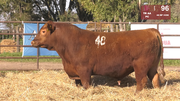 48 3390 — TOROS ANGUS COLORADOS  PC