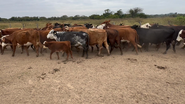 Lote 84 Vacas con Cría  en Corrientes, Goya
