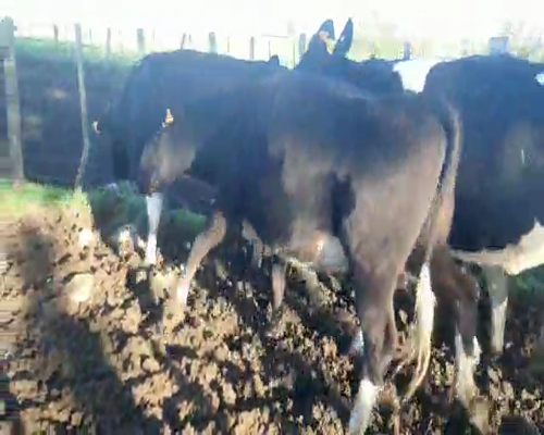 Lote 5 Vaquillonas  450kg - , San José