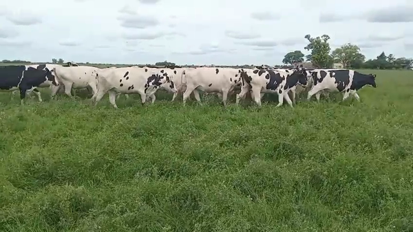 Lote 33 Vaquillonas preñ Holando Argentino Villa San Jose, Santa Fe