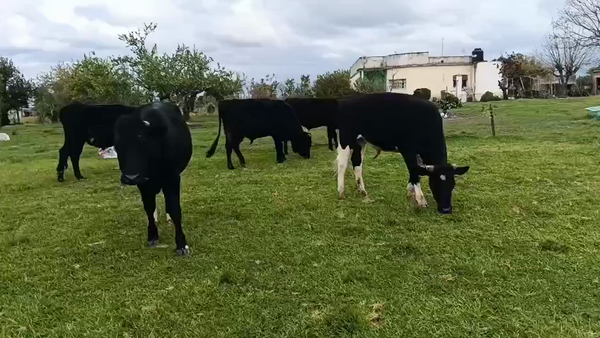 Lote 2 Novillos, San José