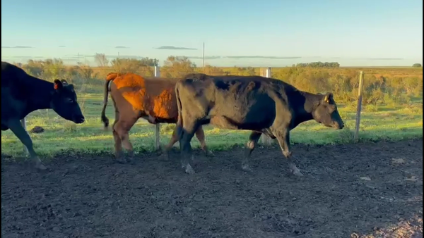 Lote VACAS DE INVERNADA