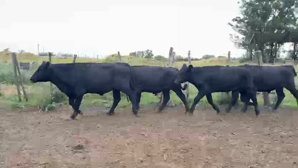 Lote NOVILLOS 1 a 2 AÑOS