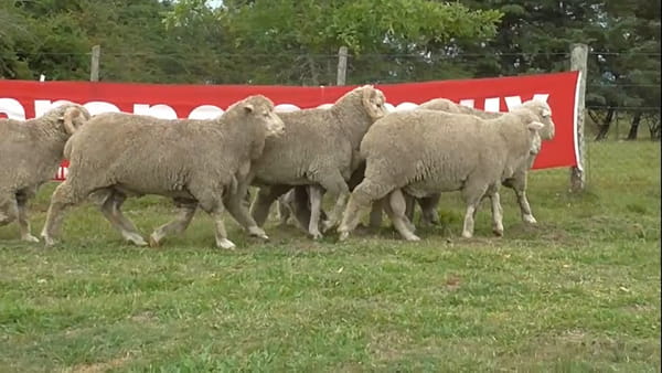 Lote 4 Borregos 4 dientes 19.98 / 19.105 / 19.109 / 19.110