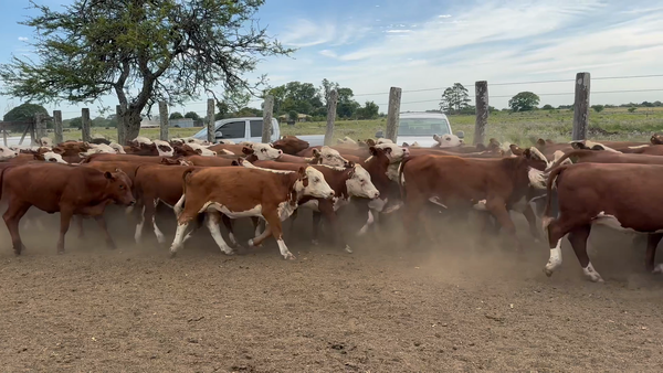Lote 100 Terneras en Corrientes, San Roque