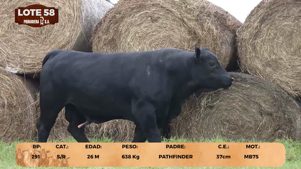 Lote LOTE 58