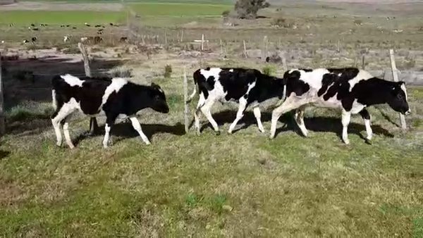 Lote (Vendido)8 Terneros HOLANDO 150kg -  en CARDONA