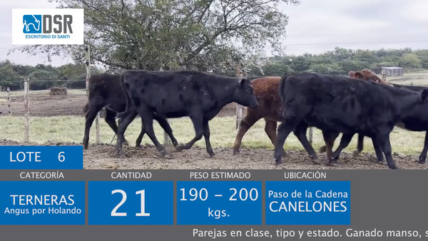 Lote 21 Terneras, Flores