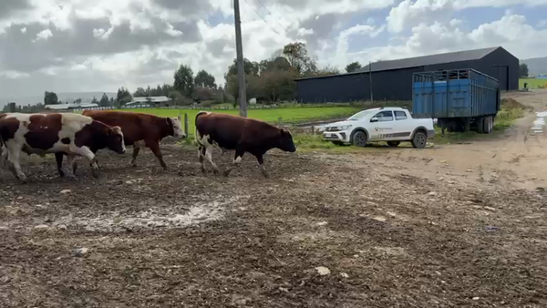 Lote 50 Novillo Engorda en Los Muermos, X Región Los Lagos