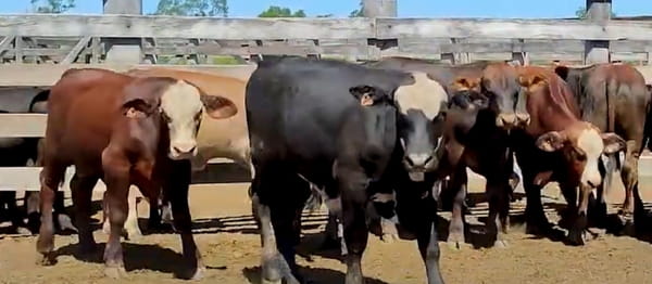 Lote Lote 19