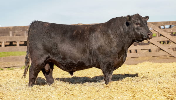 Lote Toro PC