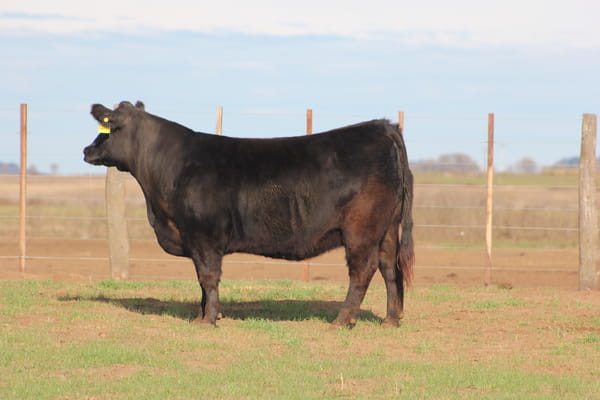 Lote VAQUILLONAS PURAS DE PEDIGREE