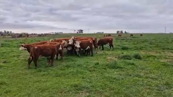 Lote TERNERAS PURAS REGISTRADAS - LA MARGARITA