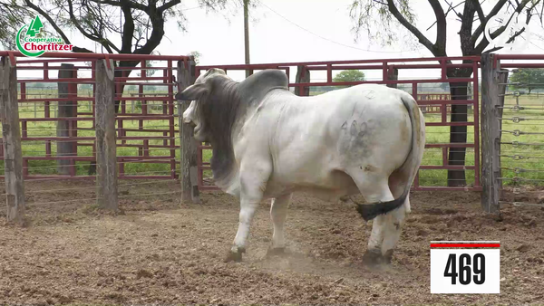 Lote Brahman