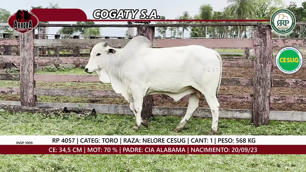 Lote TORO