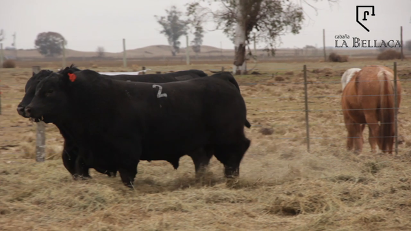 Lote TOROS PUROS CONTROLADOS