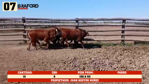 Lote LOTE 7
