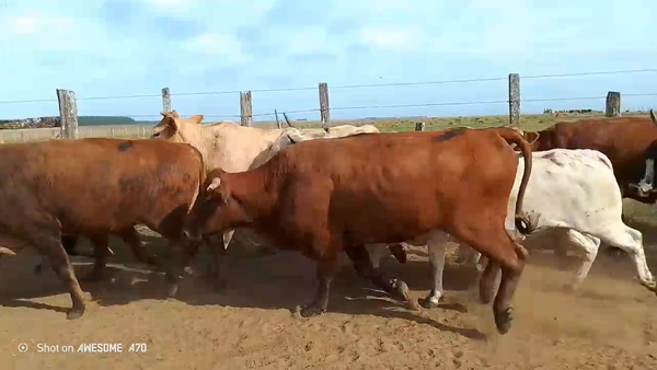 Lote 70 Novillos