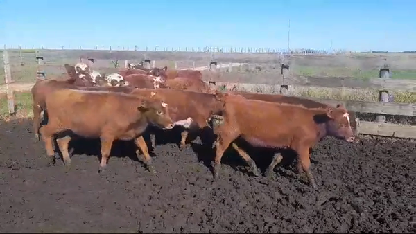 Lote 12 Terneras ANGUS/ NORMANDO 215kg -  en POLANCOS