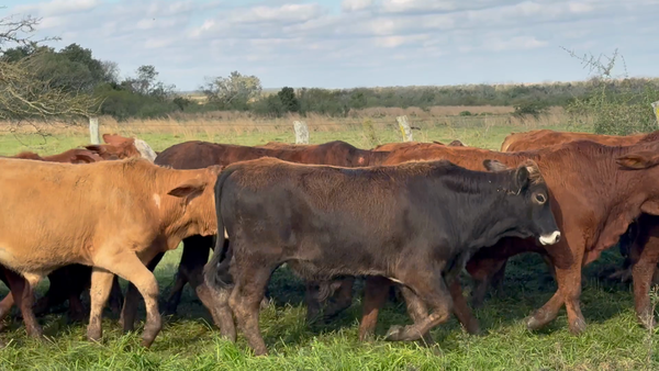 Lote 105 Terneros en Corrientes, Mercedes