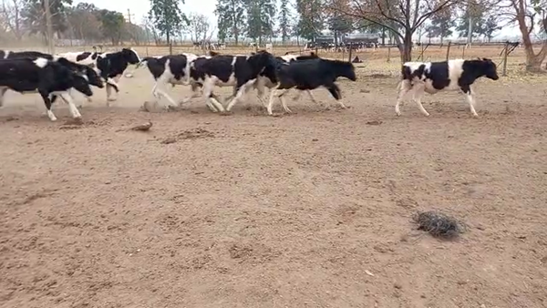 Lote 36 Novillitos Holando Argentino en Seeber, Córdoba