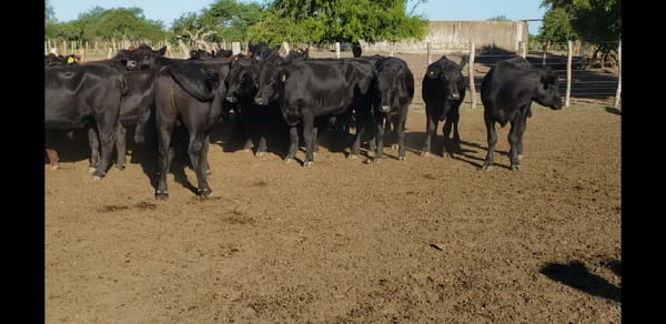 Lote 100 Novillos en Villaguay, Entre Ríos