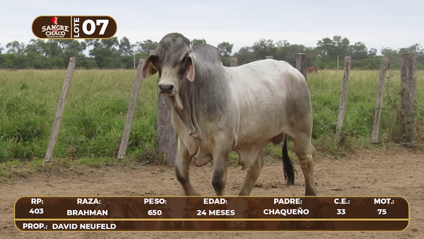 Lote Lote 7